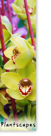 Plant Vancouver WA, Plantscapes Vancouver WA, Florist Designer Plants Vancouver WA & Clark County