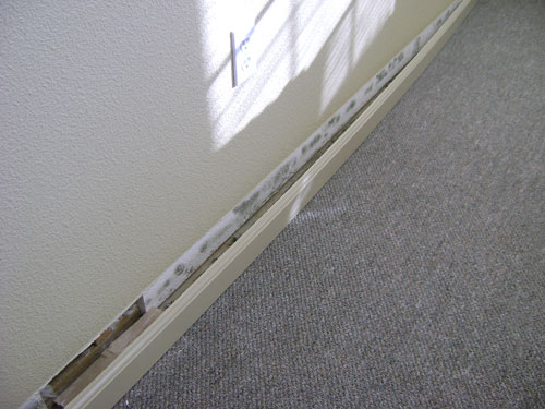 Mold Facts - Environmental Mold information | Portland OR