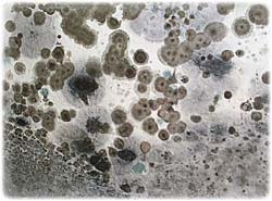 Mold Facts - Toxic Mold | Portland Oregon Mold Investigators